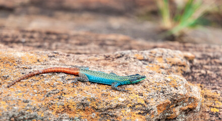 lizard on a rock