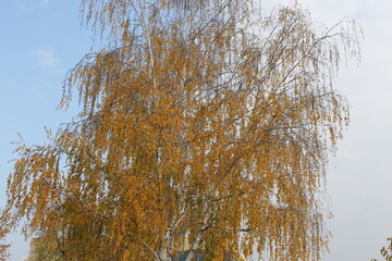 birch trees in autumn