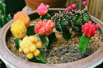 Beautiful Cactus Pot Garden with Flowers.