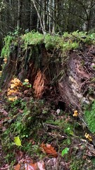 forest in autumn