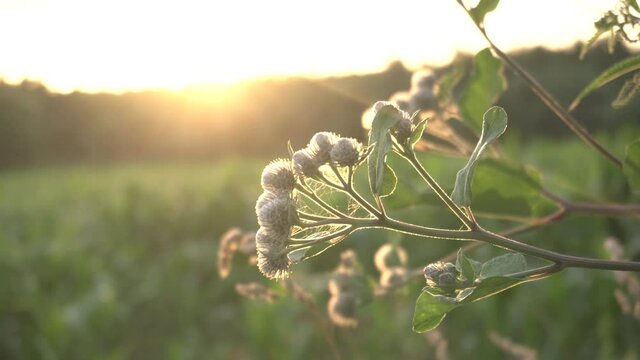 plant wild thorn grows in the field against the backdrop of a sunny sunset