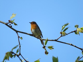 robin on a branch with blue sky