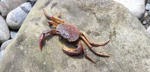 Crab shelling
