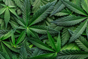 Fototapeta na wymiar CBD Beautiful background green cannabis flowers.Cannabis Sativa Leaves On Dark - Medical Legal Marijuana.cbd oil - medical marijuana concept,alternative herb medicine.