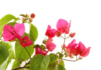 Bougainvillea flower in summer, bright color