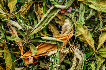 CBD Beautiful background green cannabis flowers.Cannabis Sativa Leaves On Dark - Medical Legal Marijuana.cbd oil - medical marijuana concept,alternative herb medicine.