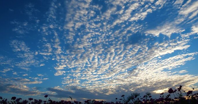 秋の雲 夕暮れ コスモス畑の上空のタイムラプス うろこ雲・さば雲・いわし雲・羊雲