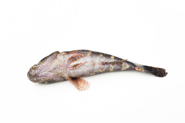 Fototapeta premium Fish goby isolated on white background.