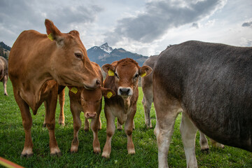 Beautiful swiss cows. Alpine meadows. Mountains.  