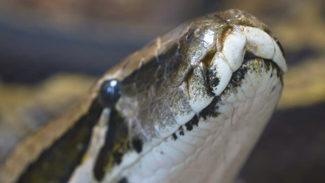 Closer look of the closed mouth of the snake