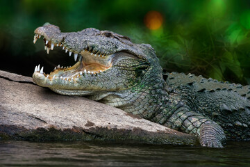 Marsh crocodile with open mouth at Ranganthittu, Karnataka, India