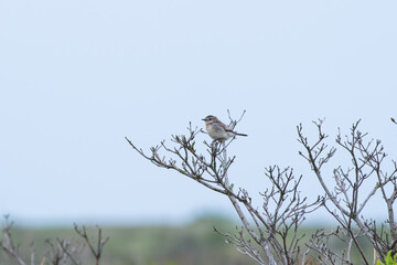高原の夏鳥　ノビタキ♀