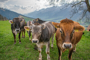 Beautiful swiss cows. Alpine meadows. Mountains.  