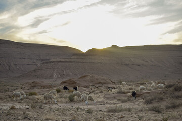 A picture of a herd of sheep grazing in the desert and goats