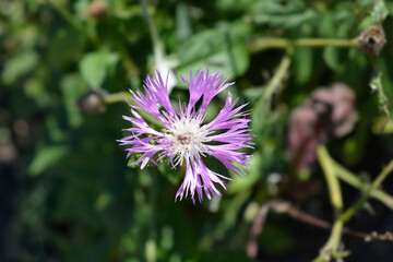 Pink Bachelors Button