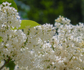 White lilac blooms outdoors on a sunny spring day.