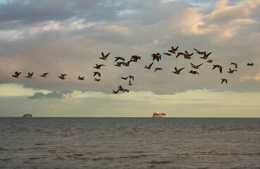 Geese in flight over the Solent, south coast of England at sunset