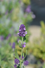 Common lavender