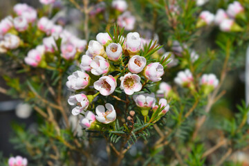 Geraldton wax flower