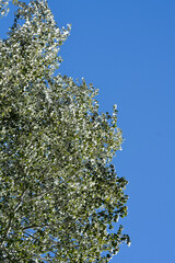 White poplar