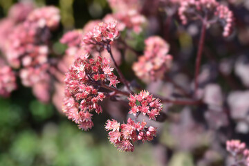 Orpine Purple Emperor