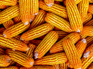 Corn or Maize for processing into yellow fodder.