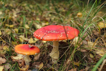 Beautiful red amanitas grow in the forest among the grass. 