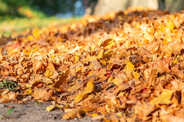 Fallen colored maple leaves on the street on a sunny autumn day