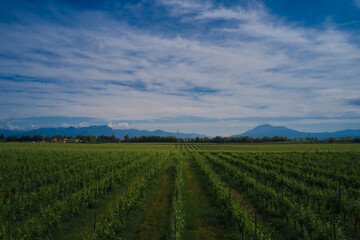 Fototapeta na wymiar Rows of vineyards, panoramic aerial view. Clouds on blue sky background