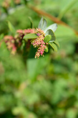 Coralberry