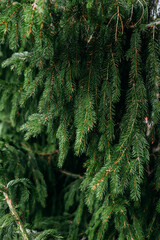 Christmas tree fir branches. Natural christmas tree in the forest.