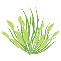 
A flat icon vector of cnidaria coral reef
