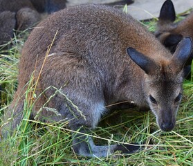 kangaroo in the grass