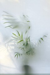 Green plant behind window blind
