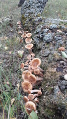 mushrooms in the forest