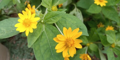 yellow flowers