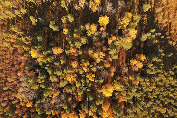 autumn forest landscape, view from a drone, aerial photography viewed from above in October park