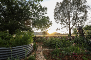 Cottage vegetable garden scene with plants growing in old corrugated iron water tanks. Early morning sunrise