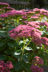 Obraz premium Showy stonecrop, or ice plant (Hylotelephium spectabile) growing in the garden. This plant belongs to the stonecrop family, Crassulaceae.