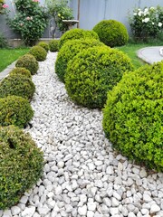 Buchs, Buchsbaum, Boxwood