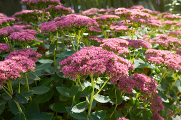 Showy stonecrop, or ice plant (Hylotelephium spectabile) growing in the garden.  This plant belongs to the stonecrop family, Crassulaceae.