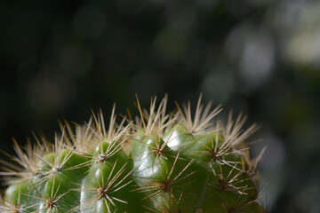 Closeup cactus with natural background.