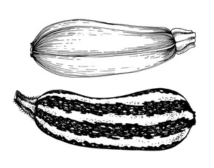 Vector illustration Set of vector drawing of zucchini and squash, black and white graphics drawn in vintage style, engraving, gourmet cuisine, vegetarian, farm isolated on white background for print