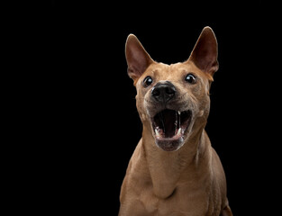 nice dog on a black background. Thai ridgeback in studio