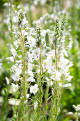 white flowers in spring