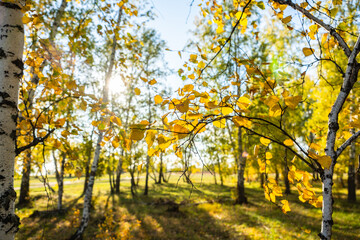 Obraz premium Birch forest in the sunny autumn evening. Autumn Landscape. Selective focus.