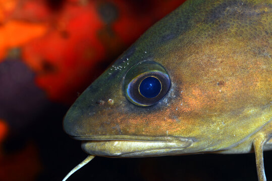 Forkbeard (Phycis phycis). &Ccedil;anakkale, Turkey.