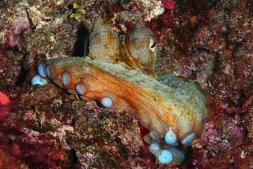 Octopus watching with curiosity from behind the rock. (Octopus vulgaris Cuvier, 1797) Gallipoli, Canakkale/ Turkey.