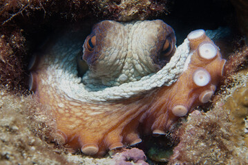 Octopus watching with curiosity from behind the rock. (Octopus vulgaris Cuvier, 1797) Gallipoli, Canakkale/ Turkey.