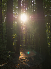 promienie słońca w lesie